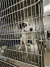 adoptable Dog in austin, TX named *COOKIE