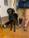 adoptable Dog in austin, TX named LADY