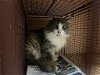 adoptable Cat in austin, TX named MATTHEW EINSTEIN
