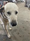 adoptable Dog in austin, TX named CRACKER JACK