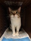 adoptable Cat in austin, TX named CHASE