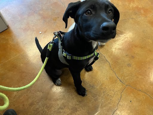 adoptable Dog in Austin, TX named A903068