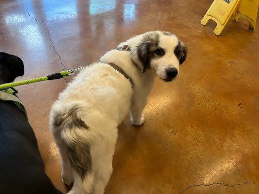 adoptable Dog in Austin, TX named A903069
