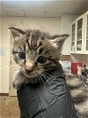 adoptable Cat in  named A903448