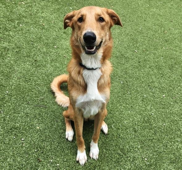 adoptable Dog in Austin, TX named MALACHITE