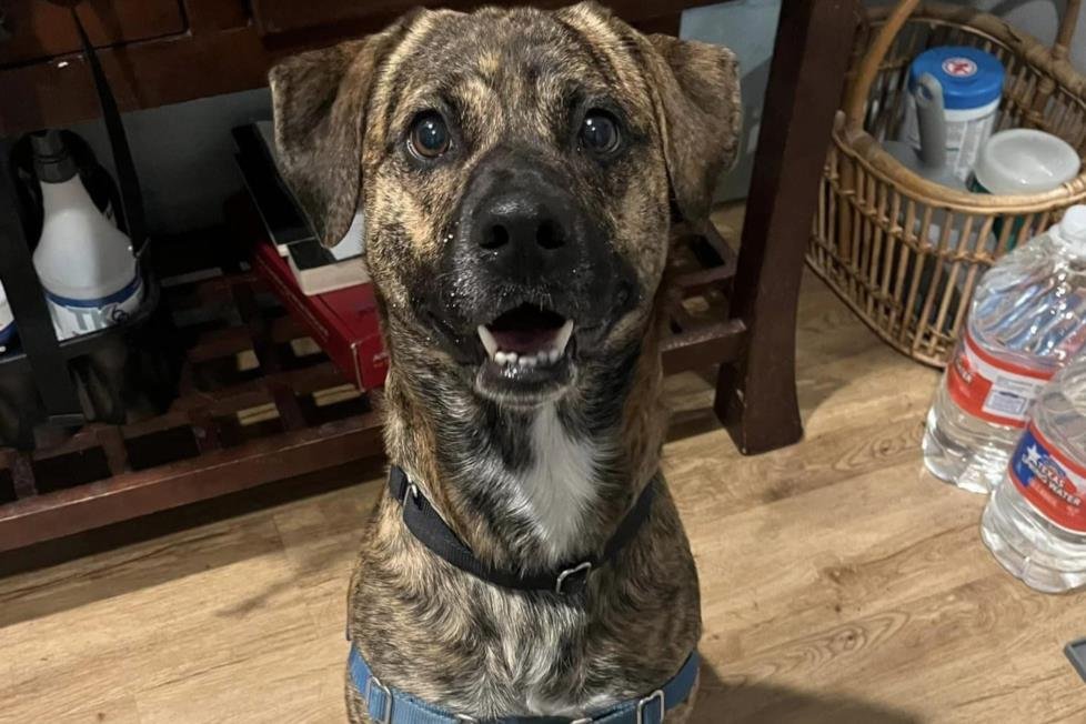 adoptable Dog in Austin, TX named KOBE