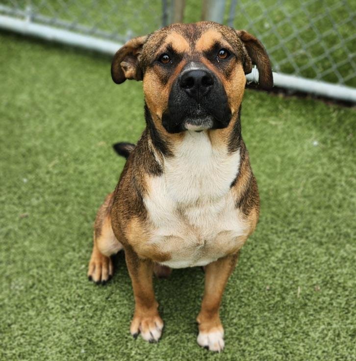 adoptable Dog in Austin, TX named CHITO
