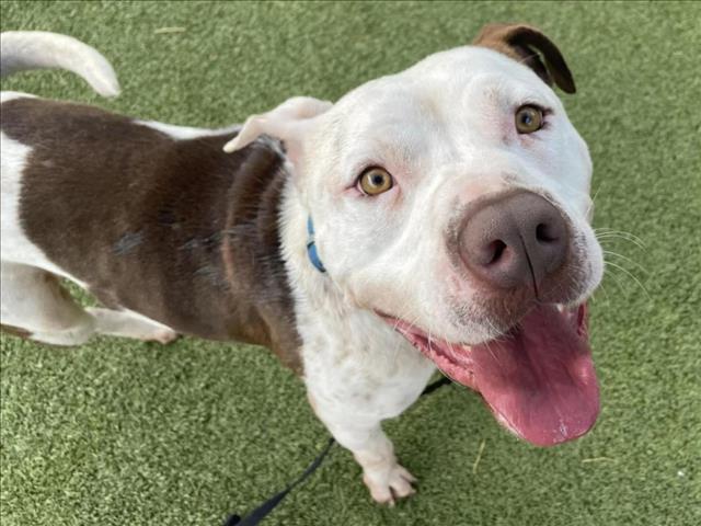 adoptable Dog in Austin, TX named *ARCHIBALD