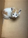 adoptable Cat in austin, TX named *CORDUROY