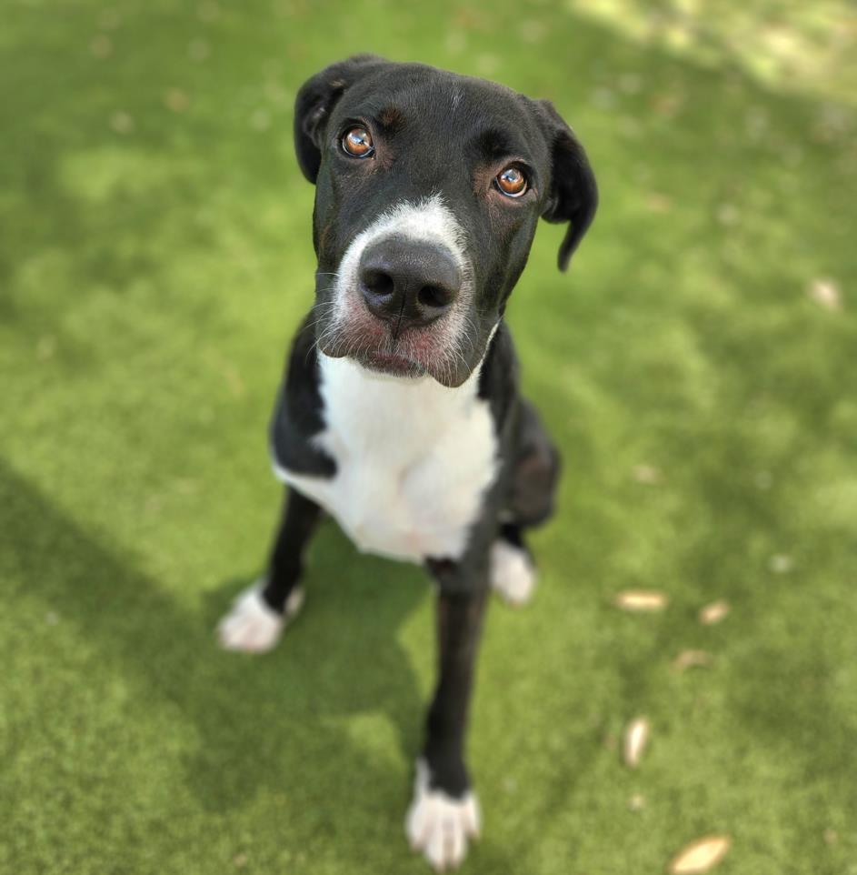 adoptable Dog in Austin, TX named *OTTO