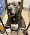 adoptable Dog in  named *DUPREE