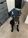 adoptable Dog in  named *BUDDY