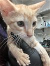 adoptable Cat in austin, IN named A904047