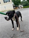 adoptable Dog in  named ROSIE