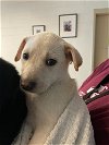 adoptable Dog in  named A903520