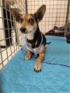 adoptable Dog in  named A903840