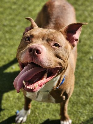 adoptable Dog in Austin, TX named *TERRACOTTA