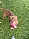 adoptable Dog in  named ZEUS