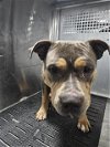 adoptable Dog in  named MAX