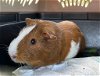 adoptable Guinea Pig in  named PIP