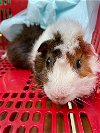 adoptable Guinea Pig in  named CURLEY