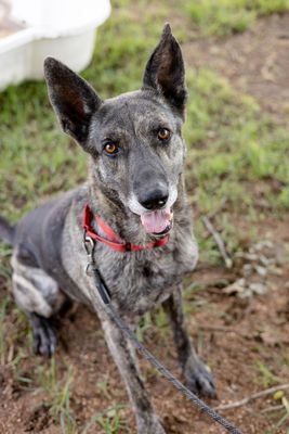 adoptable Dog in Austin, TX named ZAY