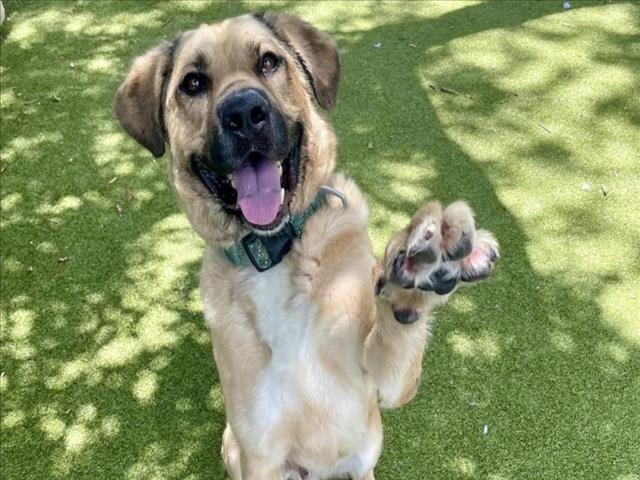 adoptable Dog in Austin, TX named THE GEORGE ALLEN