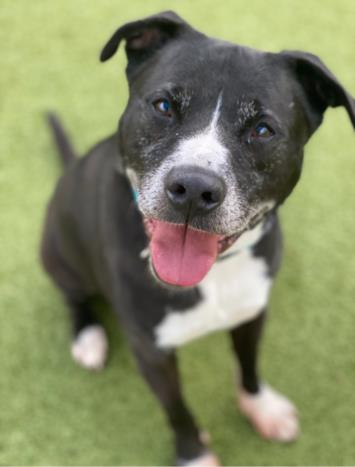 adoptable Dog in Austin, TX named ONNY