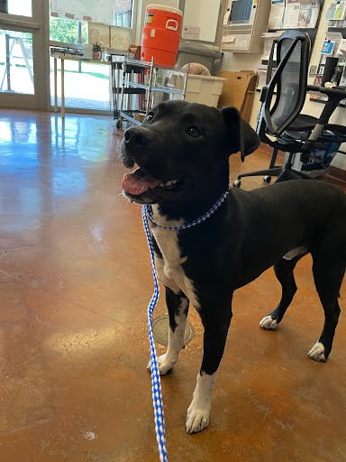 adoptable Dog in Austin, TX named *HENRY