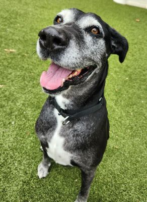 adoptable Dog in Austin, TX named LADY