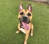 adoptable Dog in Austin, TX named *HALSEY