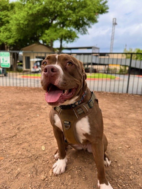 adoptable Dog in Austin, TX named *WALTER