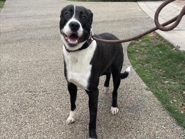 adoptable Dog in Austin, TX named *BRUCE