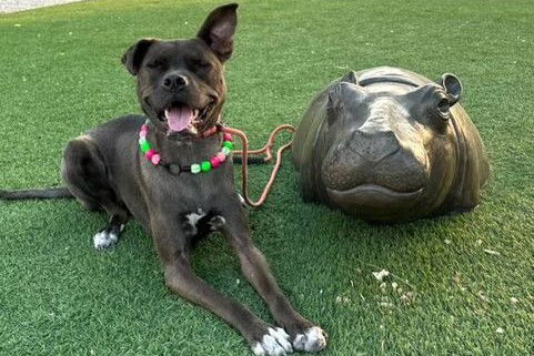 picture of the dog needing adoption