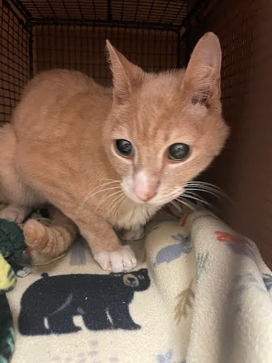 adoptable Cat in Austin, TX named *REMUS