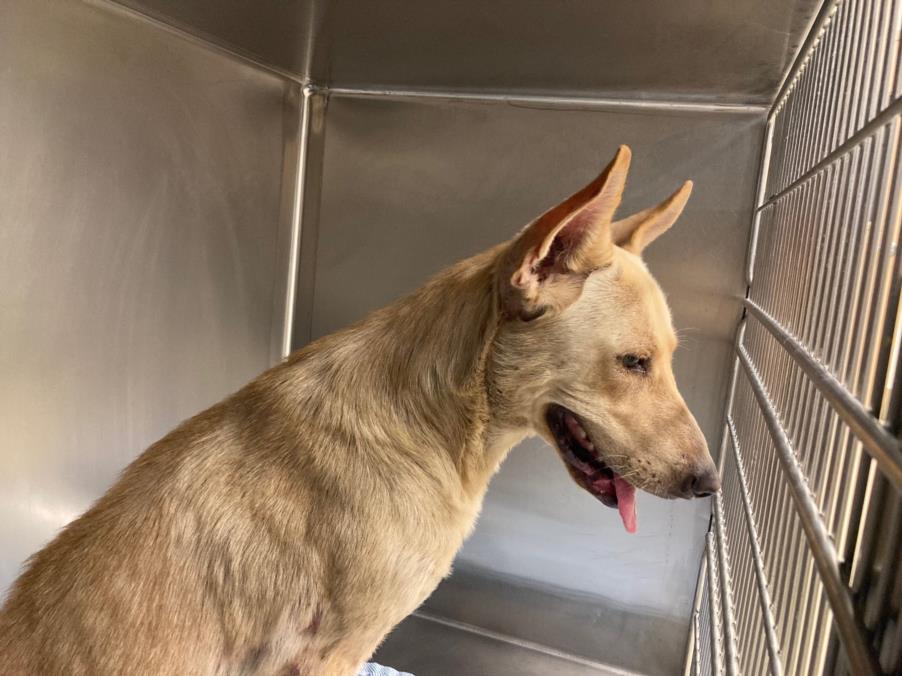 adoptable Dog in Austin, TX named *EDEN