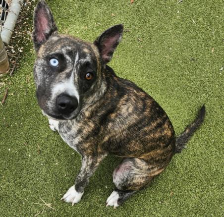 adoptable Dog in Austin, TX named ZURIE