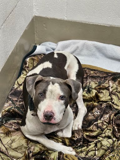 adoptable Dog in Austin, TX named *LEILANI