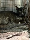 adoptable Cat in austin, TX named A906715