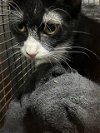 adoptable Cat in austin, TX named A906717