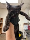 adoptable Cat in austin, TX named A906726