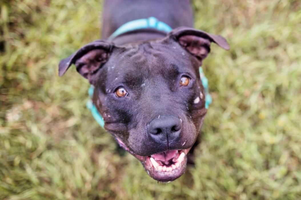 adoptable Dog in Austin, TX named *SUPERNOVA