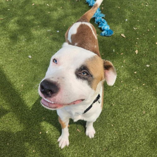 picture of the dog needing adoption