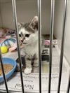 adoptable Cat in Austin, TX named *KRICKET