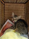 adoptable Cat in  named A906884