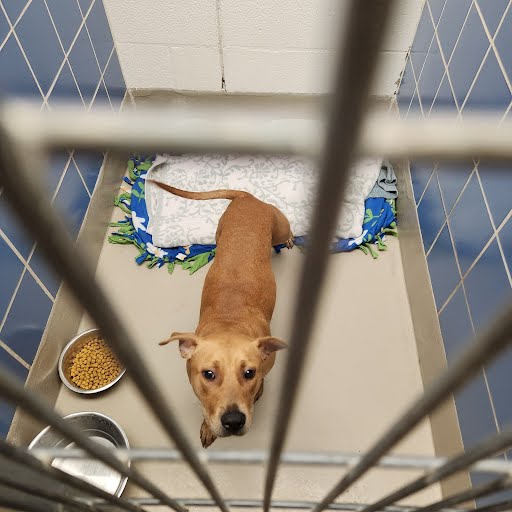 adoptable Dog in Austin, TX named *MARGARITA