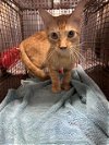 adoptable Cat in austin, TX named A906713