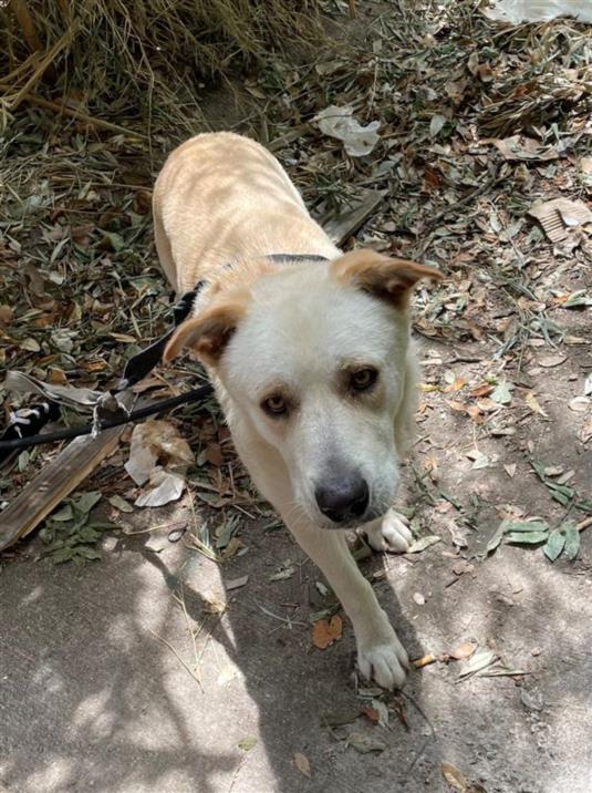 adoptable Dog in Austin, TX named *PEPPERCORN