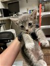 adoptable Cat in austin, TX named A906773
