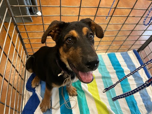 adoptable Dog in Austin, TX named *MULDER